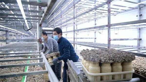 改良技術(shù)，提高品質(zhì)，菌菇出口量提高20%